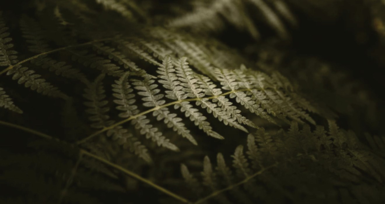 Fern 1320 X700