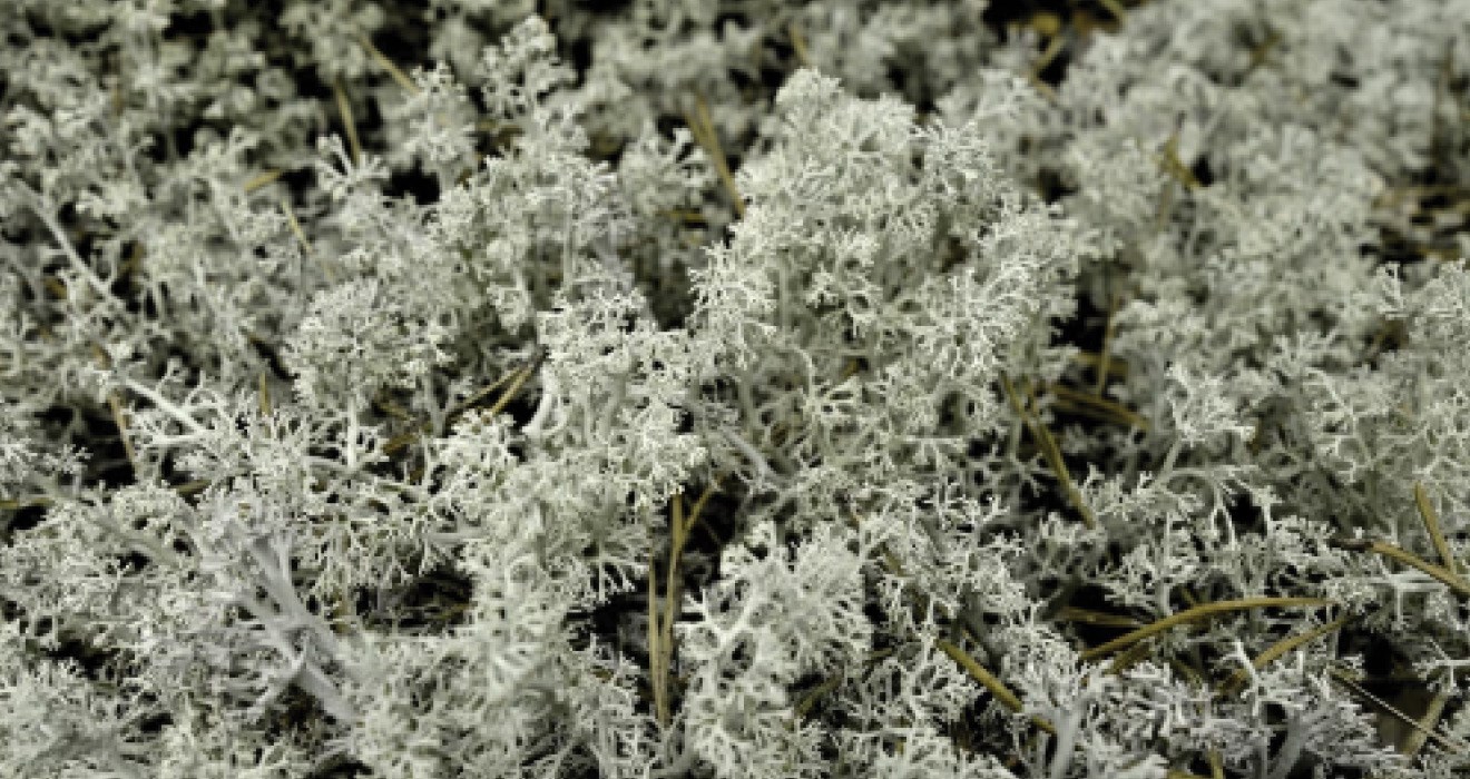 Lichen 1320 X700